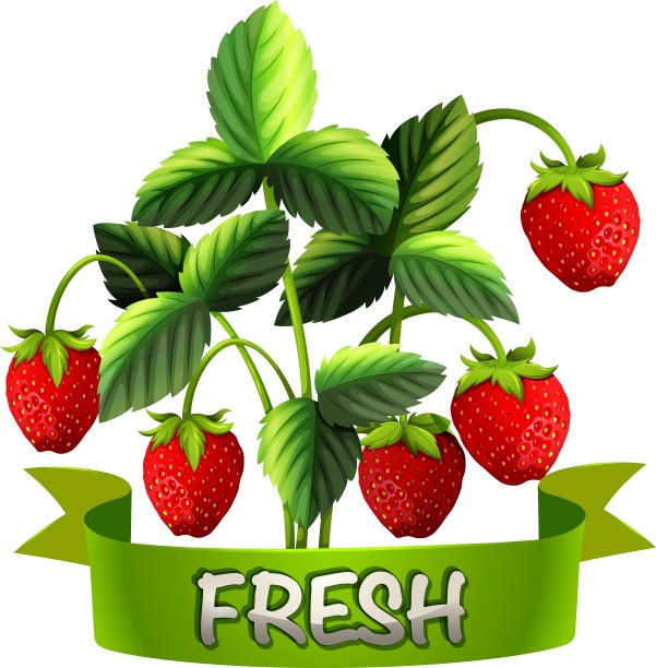 带标志的新鲜草莓图片下载