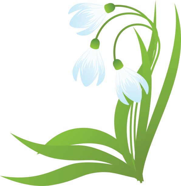 雪花莲图片下载