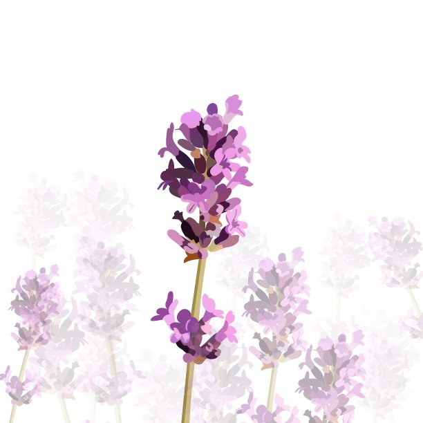 水彩画中的薰衣草花图片下载