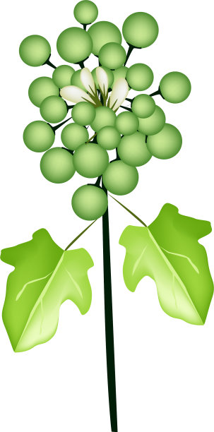 白色背景上的新鲜豌豆茄子图片下载