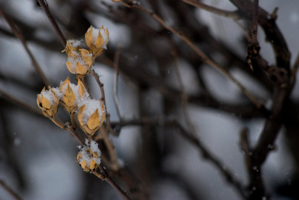 雪停在树枝上图片下载