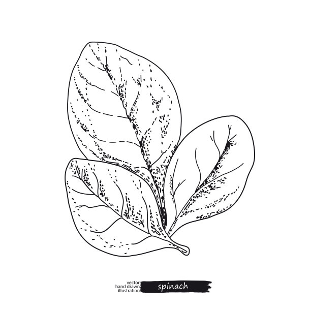 在白色背景上分离的菠菜。线的艺术风格。图片下载