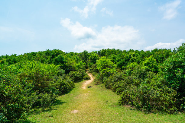 清新的绿色和蓝天背景图片下载
