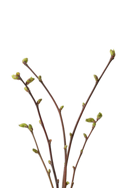 一棵椴树的小枝，孤立在白色上图片下载