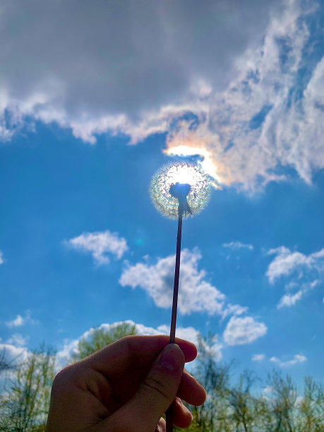 手持乡间水仙花，逆光拍摄图片下载