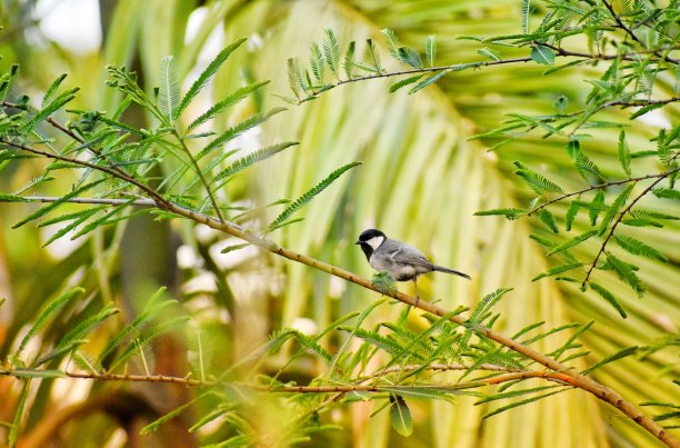 卡罗莱纳的山雀图片下载