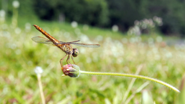 花园里的花上的蜻蜓图片下载