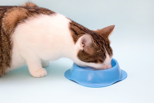 灰猫和白猫吃东西。可爱的家畜。图片下载