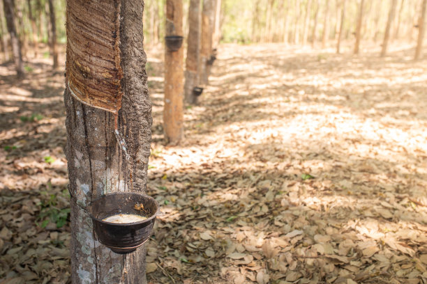 天然胶乳从橡胶树上掉落到橡胶容器或橡胶碗中。图片下载