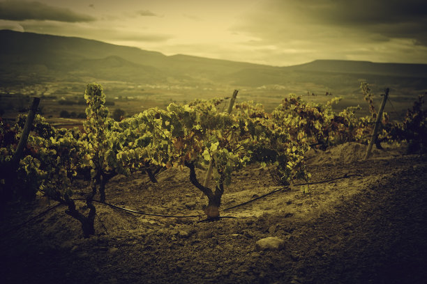 葡萄园的葡萄树图片下载