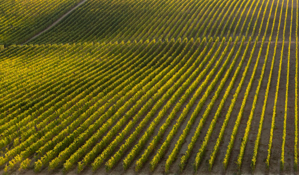 上杜罗美丽的葡萄园在收获季节(vindima)在夕阳下-联合国教科文组织世界遗产图片下载