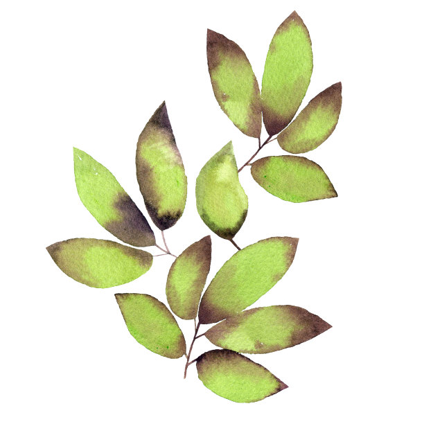 绿叶分支。Eucaliptus树叶。春天的贺卡与画叶的树枝。水彩春嫩叶。植物装饰。生态学概念元素。花卉插图。图片下载