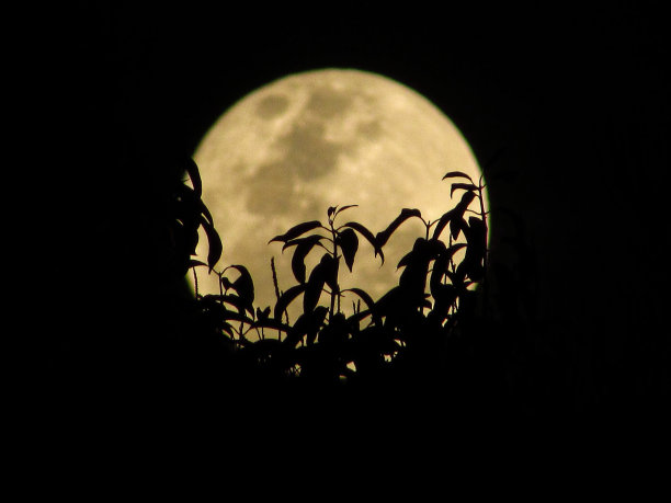 月球的花园图片下载