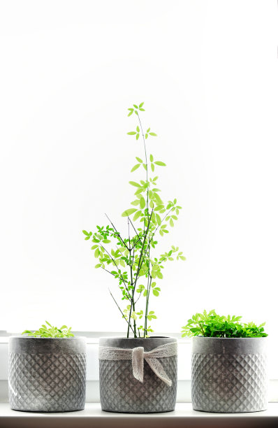 在一个阳光明媚的日子里，把绿色植物盆栽在窗台上图片下载