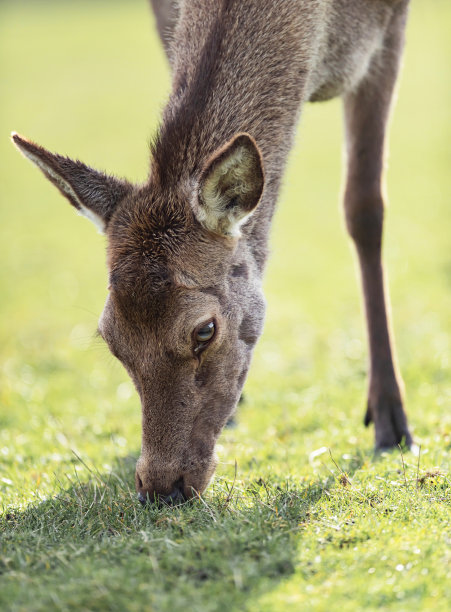 雌马鹿在草地上吃草的特写。图片下载