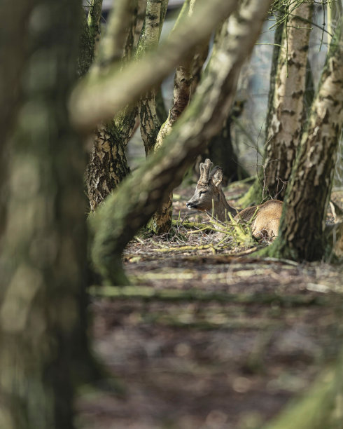 罗巴克在森林的树木间晒太阳。图片下载