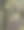 罗巴克在森林的树木间晒太阳。图片下载