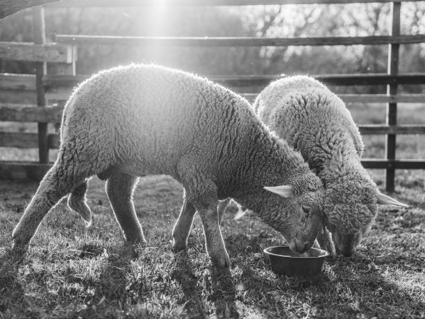 农场里的羊在争夺食物图片下载