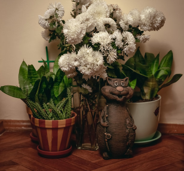 家居装饰中的猫和绿色植物摆件图片下载