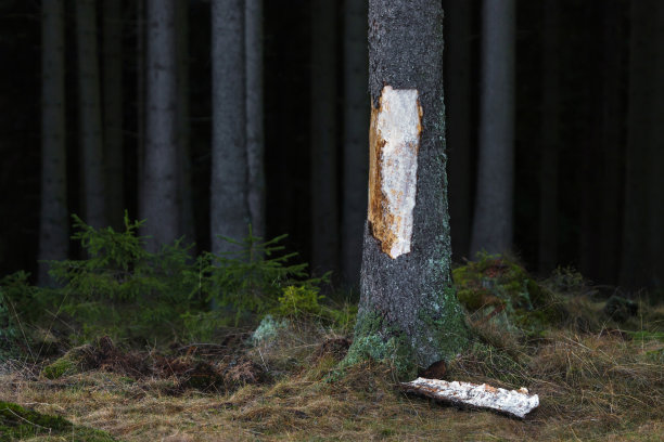 树皮从树上掉下来图片下载