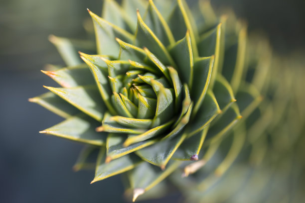猴子拼图树的特写图片下载