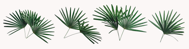 绿叶做背景和墙纸图片下载