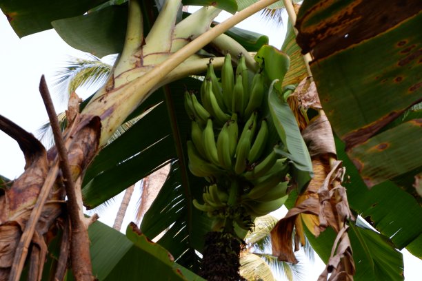 印度喀拉拉邦绿色新鲜香蕉准备收获图片下载