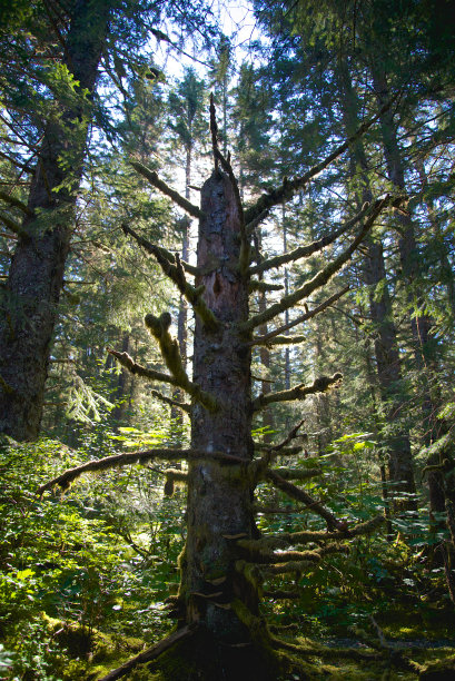 阿拉斯加森林里阳光下的树干图片下载
