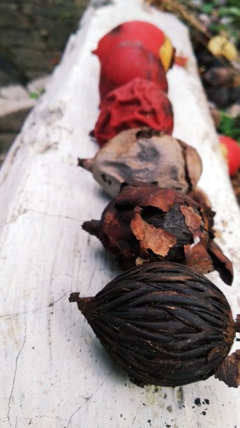 棕榈种子图片下载