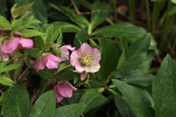 美丽的紫罗兰嚏根草在春天盛开图片下载