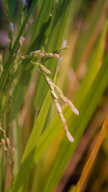 黄金棕色谷物和大米谷物的特写，目前在有机稻田中。图片下载