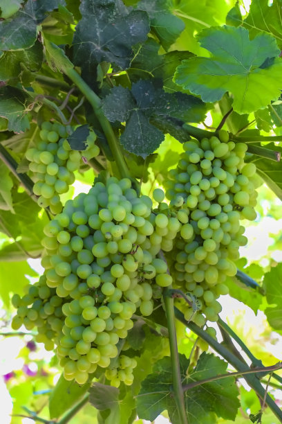 新疆吐鲁番青年路的棚架上挂着未成熟的葡萄图片下载