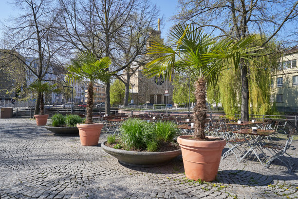 欧洲某城市街头咖啡馆的大木盆里种植着高大的棕榈树图片下载
