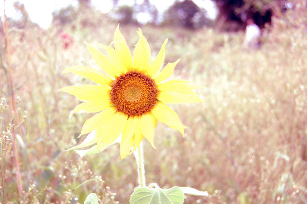 向日葵图片下载