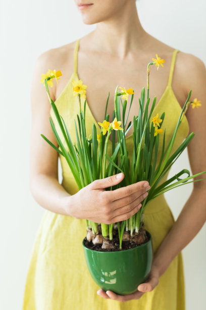 穿着乡村风格黄色连衣裙的女人手捧装着新鲜黄色水仙花的绿色花盆。春天概念。竖版照片。图片下载
