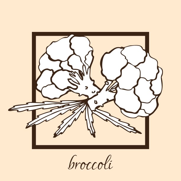 手绘西兰花图片下载