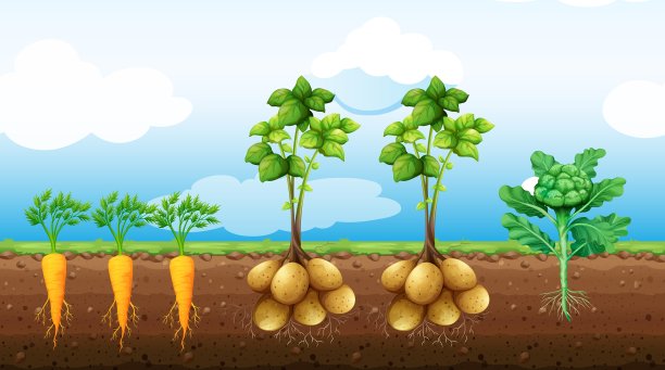 农场里种植着许多蔬菜图片下载