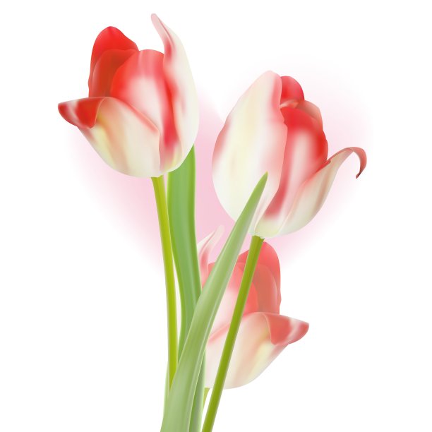 情人节模板郁金香设计EPS 10图片下载