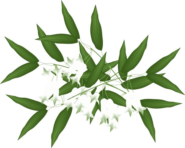 所罗门海豹花或黄精何首乌图片下载