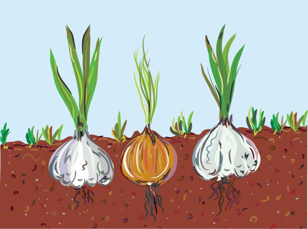 大蒜和洋葱图片下载