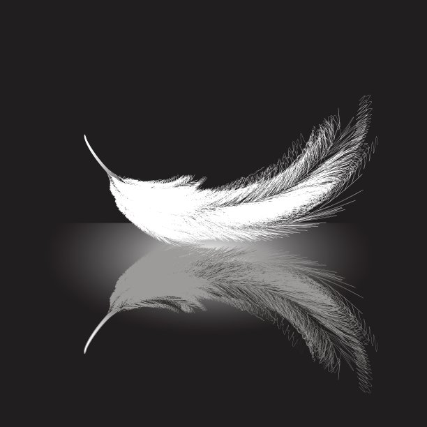 羽毛图片下载
