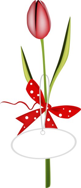 一朵带有红丝带的鲜红郁金香图片下载