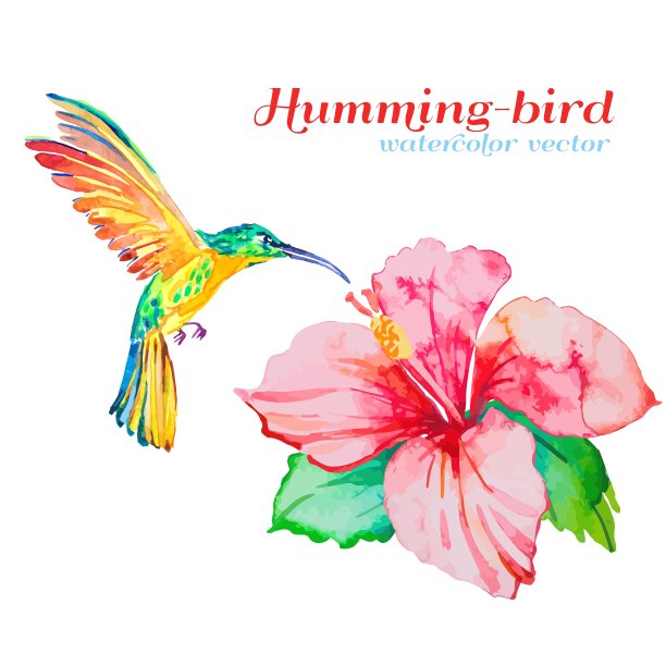 蜂鸟和木槿热带花卉和图片下载