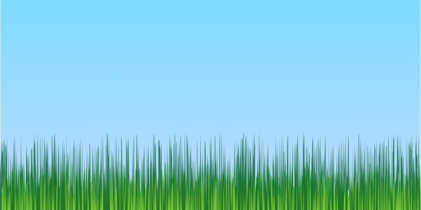 多汁的绿草蓝天背景图片下载