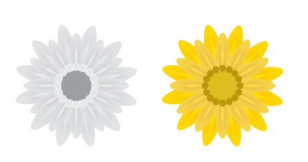 抽象的花在白色的背景图片下载