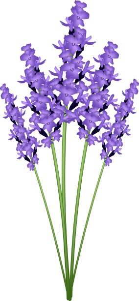 一束紫色的薰衣草花图片下载