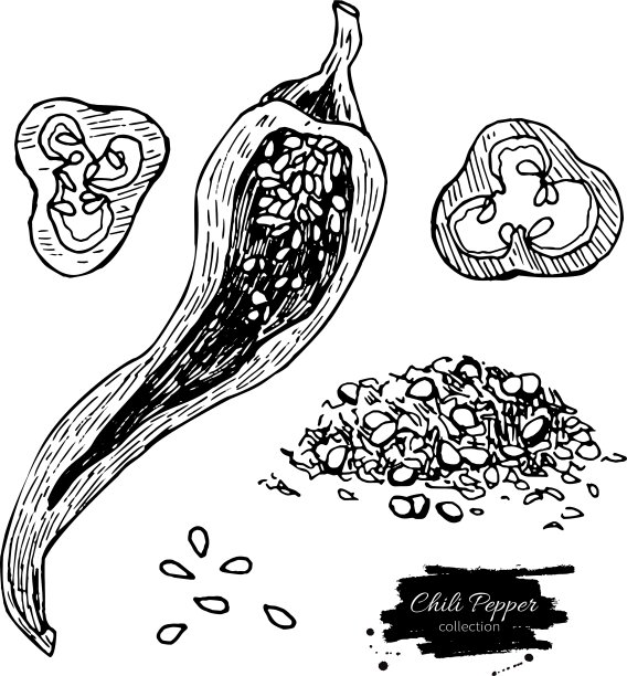 红辣椒手绘图片下载