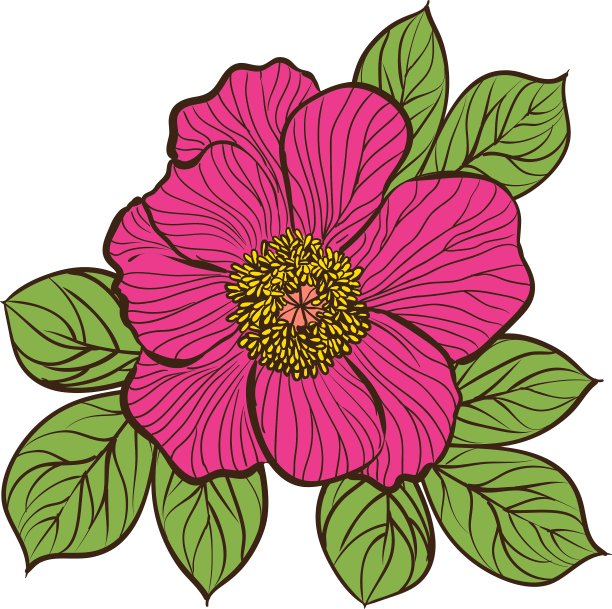 花的背景与牡丹的花图片下载