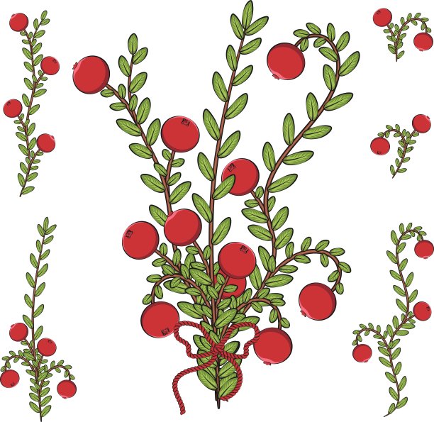 用蔓越莓树枝着色图片下载