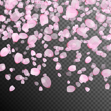 樱花飘落的花瓣图片下载